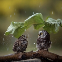 Owls
