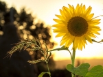 Sunflower at Sunset