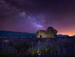 Lavender Field at Starry Night