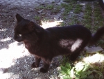 Black cat