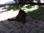 Black cat