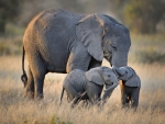 African Elephant With Twins FC