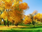 Yellow Trees on a Green Glade