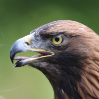 golden eagle