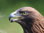 golden eagle