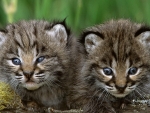 Cute Two Bobcat