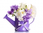 Freesias