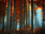 Fog in the Autumn Forest