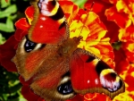 Butterfly on Red Flowers