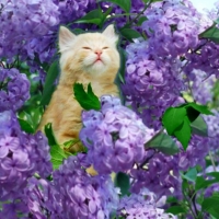 Cat Smells Lilac