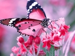 Flower with Butterfly