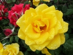 Big Yellow Rose in Dew Drops