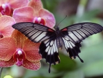 Butterfly Sitting on Pink Orchid
