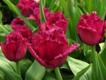 Tulips on a Flower Bed in Drops of Water