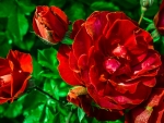 Red Rose with Buds