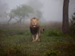 Male Lion on misty morning