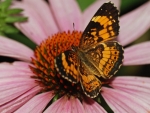 Silvery Checkerspot Butterfly