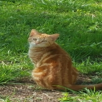 Oscar, Orange Classic Tabby