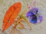 Frozen Autumn.