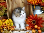 Autumn still life with kitty