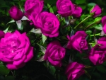 Beautiful Roses