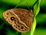 Beautiful Butterfly