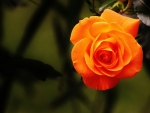 Beautiful Orange Rose