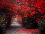 Autumn Road