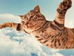 Funny Cat in Clouds
