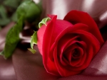 Red Rose