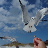 feeding the seagulls
