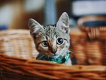 Cute Kitten in Bucket