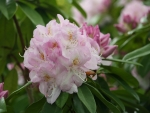Rhododendron