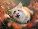 Red Fox