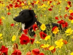 Dog in Flower Field