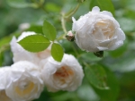 Drops On White Roses