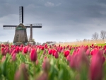 Tulips Field in Netherland