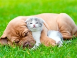 Fluffy Kitty and Puppy Sleep