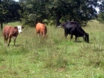 Heifers Bulls Calves ~ Oh, My!