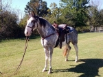 Gorgeous Blue Roan and White Gelding~Gaited