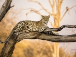 Adult Leopard in Botswana