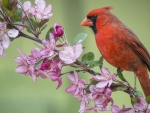 Red cardinal on Branches