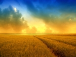 Golden wheat field and a beautiful summer