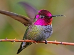 Beautiful Hummingbird