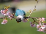 Parrot on Flowering Trees