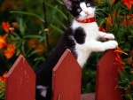 Kitten Climbing Up on Fence