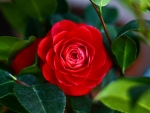 Red Camellia