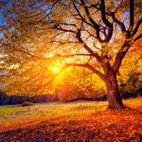 Beech tree in autumn