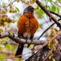 American Robin