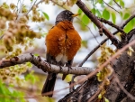 American Robin